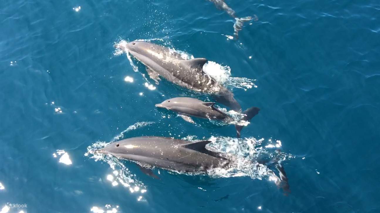 Yilan Turtle Island Half-Day Tour: Wushih Legend